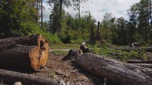 How Our Tree Care Process Works  in  Granby, CO