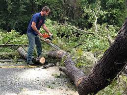 Best Lot and Land Clearing  in Granby, CO