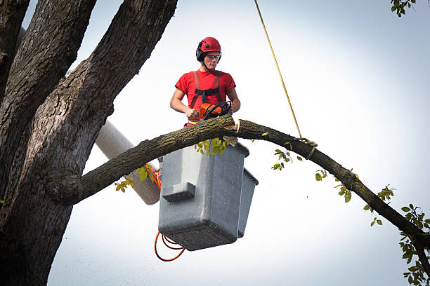 Best Leaf Removal  in Granby, CO