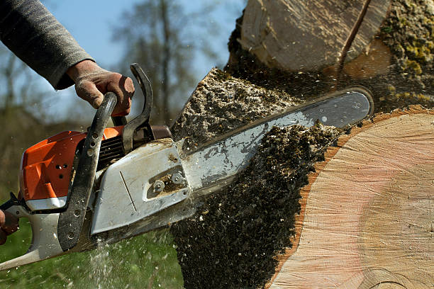 How Our Tree Care Process Works  in  Granby, CO